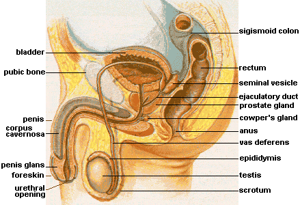 Sperm duct base scrotum