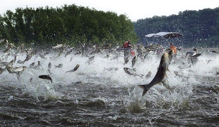 Asian carp waking illinois river