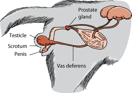 Angelfish reccomend sperm duct base scrotum