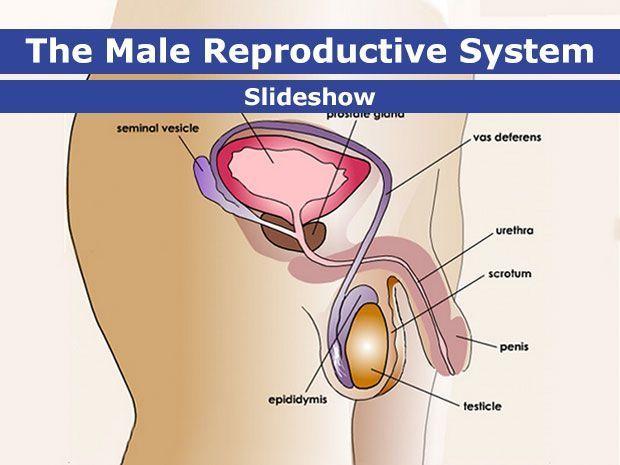 Sperm duct base scrotum