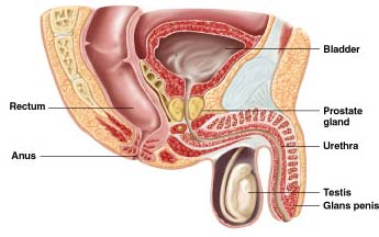 345px x 216px - The anatomy of the anus . Hot Nude Photos. Comments: 2